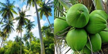 Potensi Ekonomi Kelapa Capai 4.000 Triliun Per Tahun