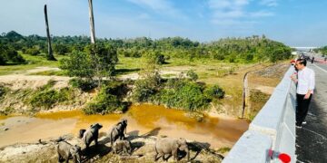 Presiden Jokowi: Pembangunan Infrastruktur Harus Ramah Lingkungan