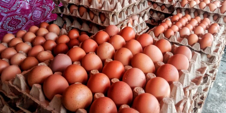 Mendag Perkirakan Harga Telur Ayam Stabil Pekan Depan